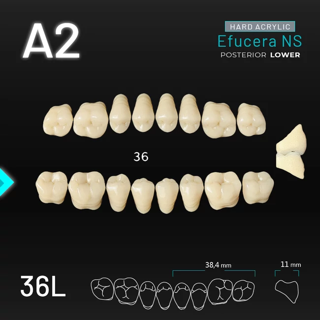 Yamahachi Acryl Efucera NS lower posterior A2-36L