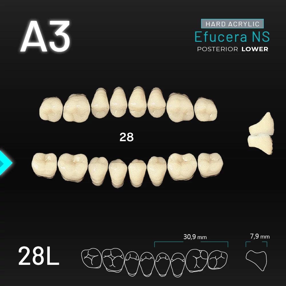 Yamahachi Acryl Efucera NS lower posterior A3-28L