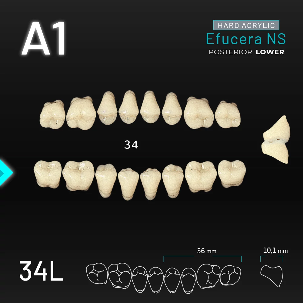 Yamahachi Acryl Efucera NS lower posterior A1-34L
