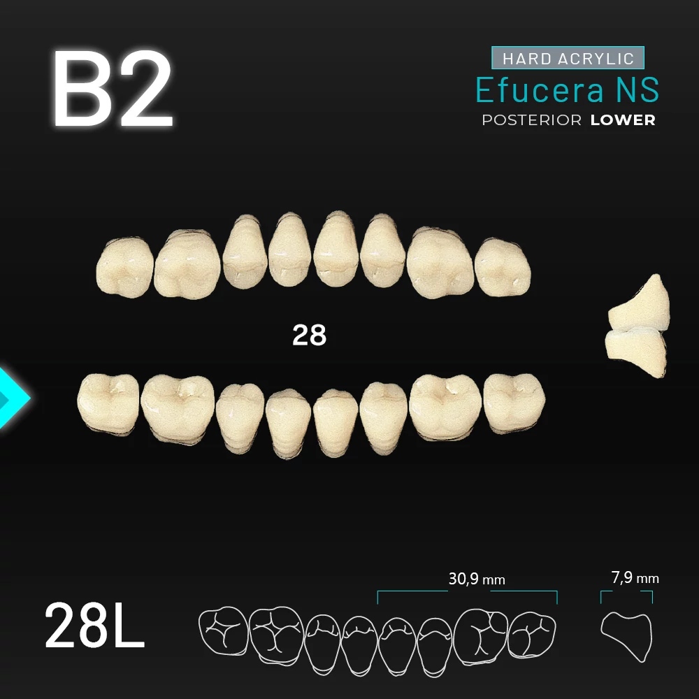 Yamahachi Acryl Efucera NS lower posterior B2-28L