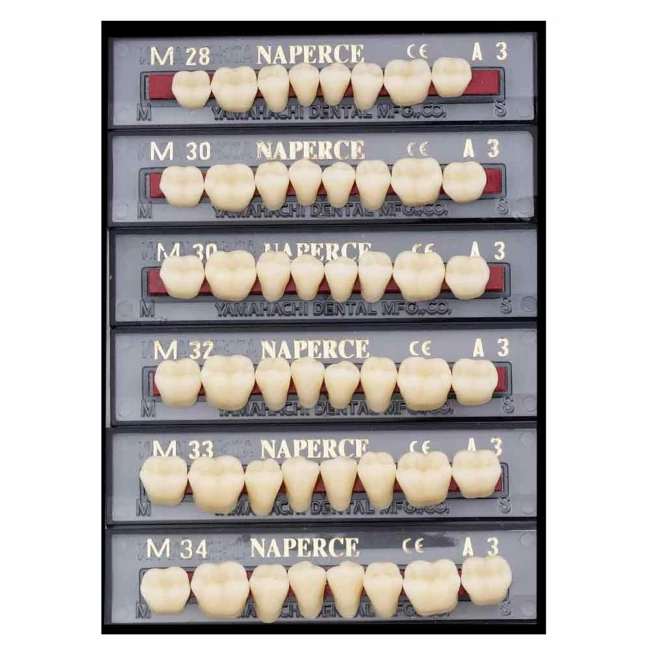 Yamahachi Acryl Naperce lower posterior A1-M32L